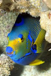 Coral Frame - This shy queen angelfish insisted on using ... by Laszlo Ilyes 